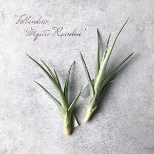 【2株セット】 Tillandsia ‘Mystic Rainbow’ チランジア ティランジア ミスティックレインボー