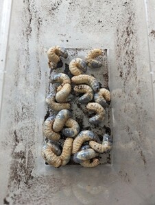 ④国産カブトムシ（愛知県産）の幼虫10匹（死着保証なし）