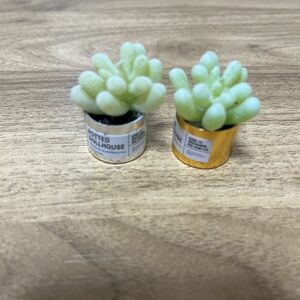 【入荷】春　多肉植物　2個　ドールハウス　ミニチュア