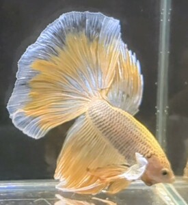 【ほっぺちゃんFARM】〈ベタ・Betta〉G-7 パイナップルイエロー・バタフライ・スーパーダンボHM (オス♂)