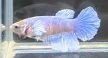 【ほっぺちゃんFARM】〈ベタ・Betta〉K-11 アクアティント・アイル・ブルーファンシー・スーパーダンボHM (メス♀)_画像3