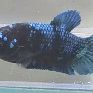 【ほっぺちゃんFARM】〈ベタ・Betta〉H-15 ブラックブルー・アバター・スーパーグリッターPK (メス♀)の画像4