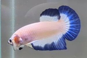 【ほっぺちゃんFARM】〈ベタ・Betta〉K-8 パステル・ブルーリム・ブルーリップPK (オス♂)☆GW金欠さんSALE☆