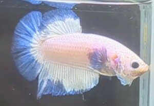 【ほっぺちゃんFARM】〈ベタ・Betta〉G-9 パステル・ブルーリムPK (オス♂)☆SALE☆