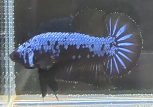 [... Chan FARM]( betta *Betta)G-10 black * blue Samurai PK ( male *)