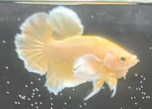 [... Chan FARM]( betta *Betta)G-5 light gold * butterfly * Ultra Dumbo PK ( male *)