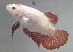 【ほっぺちゃんFARM】〈ベタ・Betta〉C-6 ボルドーレッド・ドラゴンスケールPK (メス♀)☆SALE☆