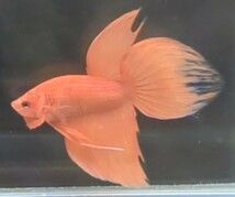 【ほっぺちゃんFARM】〈ベタ・Betta〉L-6 ビュレット・パーシモン・ピュアオレンジVT (オス♂)☆￥900 SALE☆_画像2