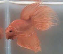 【ほっぺちゃんFARM】〈ベタ・Betta〉L-6 ビュレット・パーシモン・ピュアオレンジVT (オス♂)☆￥900 SALE☆_画像7