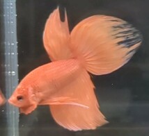 【ほっぺちゃんFARM】〈ベタ・Betta〉L-6 ビュレット・パーシモン・ピュアオレンジVT (オス♂)☆￥900 SALE☆_画像1