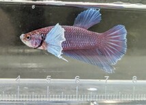 【ほっぺちゃんFARM】〈ベタ・Betta〉K-4 ピンクパープル・ブルーファンシー・ウルトラダンボPK (オス♂)☆SALE☆_画像8