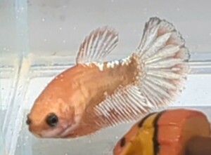 【ほっぺちゃんFARM】〈ベタ・Betta〉C-4 オレンジファンシー・カッパーヘルボーイ・スターテールPK (メス♀)☆GW金欠さんSALE☆