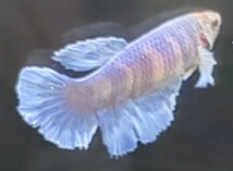 【ほっぺちゃんFARM】〈ベタ・Betta〉K-11 アクアティント・アイル・ブルーファンシー・スーパーダンボHM (メス♀)_画像4