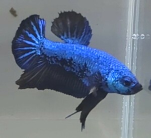 [... Chan FARM]( betta *Betta)D-7 black * blue Samurai PK ( male *)*SALE*