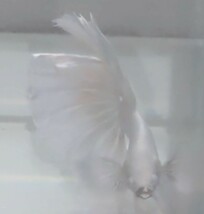 【ほっぺちゃんFARM】〈ベタ・Betta〉K-3 オペックホワイト・スーパーダンボHM (オス♂)☆訳アリSALE☆_画像4