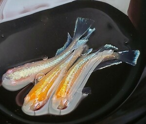 送料込み【サイコメダカ】特上成魚 夢中めだか様直系 レッドクリフ紅白 アルビノ キッシングワイドフィン 1ペア+♂ ♂2匹　♀1匹　産卵中