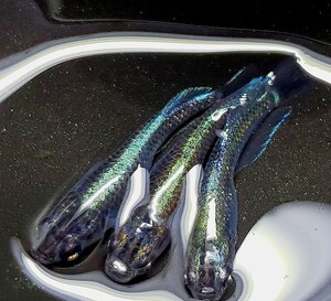 送料込み【サイコメダカ】特上若魚 ☆種親候補 五式ブラックダイヤ系 キッシングワイドフィン松井ヒレ長因子あり アースアイ個体 1トリオ