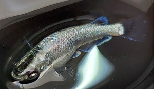 送料込【サイコメダカ】極上成魚 ☆次回未定 夢中めだか様直系 ルーナ×西郷めだか様B クラウドグレーダイヤアースアイ 極ヒレ光type♀1匹 