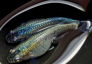 送料込み【サイコメダカ】極上若魚 ☆ ネプチューン 交配系 フレーミングラメ アースアイ ♀2匹 産卵個体 掛け合わせに