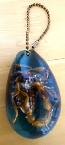 サソリ　美しい　ネックレス　キーホルダー　蠍　さそり　本物　自然 スコーピオン　SCORPION　生き物　⑧