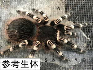 【初心者向タランチュラ】匿名配送 ヤング♀ サンタレムピンクヘアード Acanthoscurria geniculata［本州・四国のみ発送可］