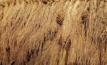 【お家で田んぼ体験】お米の種　種籾　自然農　15g 昨年度自家採種　はざかけ米　コシヒカリ　バケツ稲　稲作　_画像5