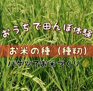 【お家で田んぼ体験】お米の種　種籾　自然農　コシヒカリ　はざかけ米　バケツ稲に◎自然観察　自由研究　