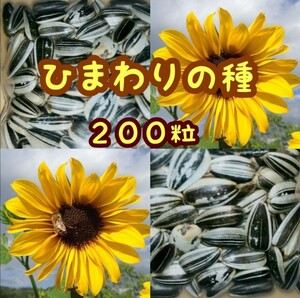 大きくそだつヒマワリの種 たっぷり14g約200粒