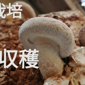 【本日発送】生しいたけ 箱いっぱい 大きめ品種 肉厚 自然栽培 生椎茸 生シイタケ 長野県 旬野菜 きのこ 2024/04/26収穫の画像8