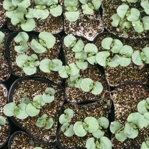 【自然農】荏胡麻の種 昨年度自家採種 発芽確認済み エゴマの種 5g 白エゴマ 黒エゴマ エゴマ種子 家庭菜園 ガーデニング 花壇の画像2