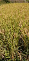【お家で田んぼ体験】お米の種　種籾　自然農　15g 昨年度自家採種　はざかけ米　コシヒカリ　バケツ稲　稲作　_画像9