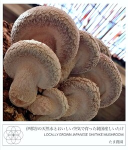 【4/28収穫】生椎茸　宅急便コンパクト箱いっぱい　生しいたけ　生シイタケ　国産菌床　