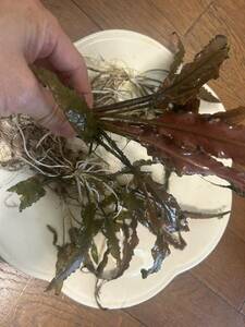  Cryptocoryne red green 