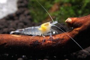  white pearl shrimp = 10 pcs set [+α freebie attaching ]