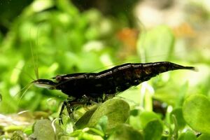  chocolate black shrimp = 10 pcs set [+α freebie attaching ]