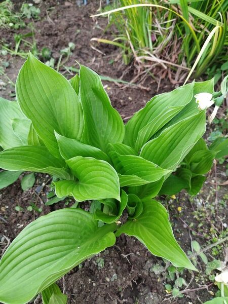 ギボウシ原種3芽