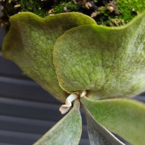 P.sp HK sporeling majus mix『法花園』【マジュスポ・HK sporeling】マジュスポ ビカクシダ コウモリラン platycerium シダ植物 観葉植物の画像10