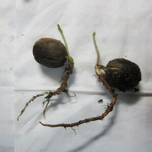 クヌギ 発芽した種 苗 ２個同封 高さ７～１０㎝程度 幅３～５㎝程度 その３/3の画像1