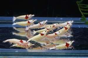 87 ground yellowtail [ Nora ] Red Bee Shrimp 10 pcs Mothra ..