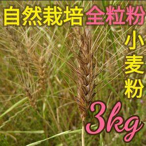 自然栽培 全粒粉中力粉 3kg 熊本県産