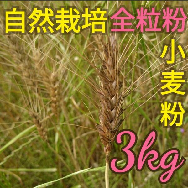 自然栽培 全粒粉中力粉 3kg 熊本県産