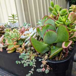 ★多肉植物★種類色々寄せ植えセット（抜き苗発送）の画像4