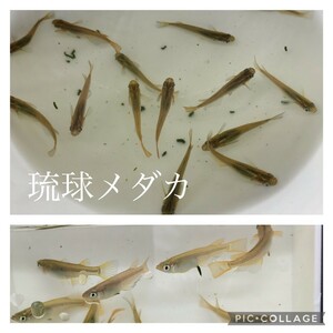 琉球メダカ稚魚5匹☆ブリード個体☆めだか☆累代飼育☆