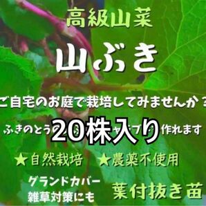 ふきのとう(ふき) 苗　20本入り　オマケも入れます