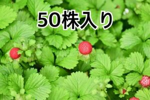 蛇苺　へびいちご50株大量　グランドカバーへ