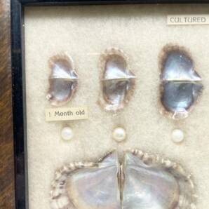 CULTURED PEARL 真珠 パール 養殖真珠 標本 額装 額入り 壁掛 インテリア コレクションの画像2