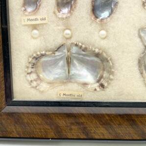 CULTURED PEARL 真珠 パール 養殖真珠 標本 額装 額入り 壁掛 インテリア コレクションの画像4