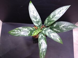 Aglaonema マリア