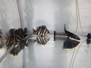 【熱帯魚】 人工飼料〇 3匹 ダトニオプラスワン （スマトラタイガー） 3-4cm （wild）