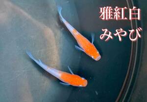 雅紅白 稚魚 5匹　現物の子　在庫3セットあり めだか (メダカ レッドクリフ エメキン 小町 ヒレ長　紅白　)好きに